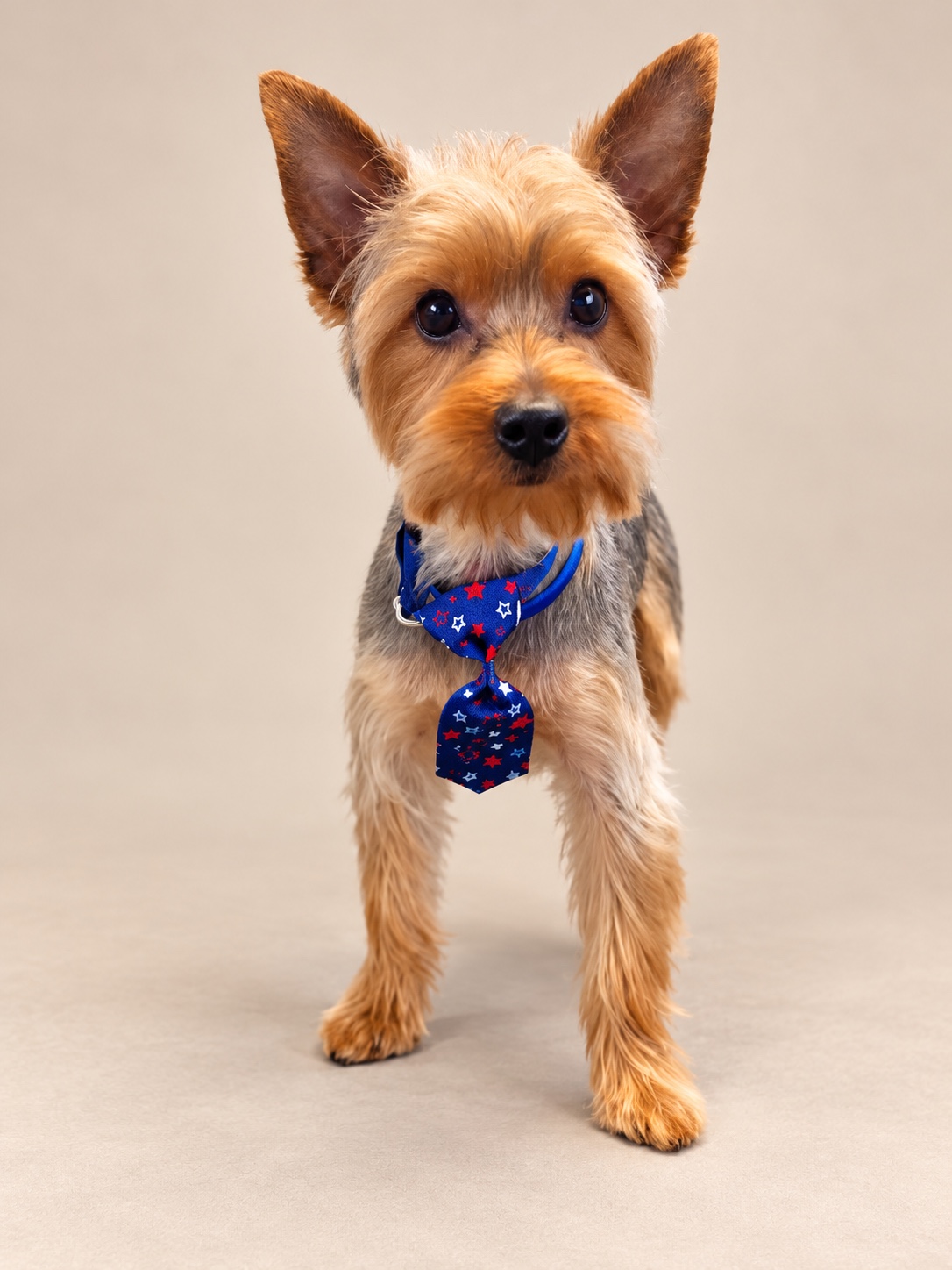 Sharonlee’s Little Niblett, traditional Yorkshire Terrier